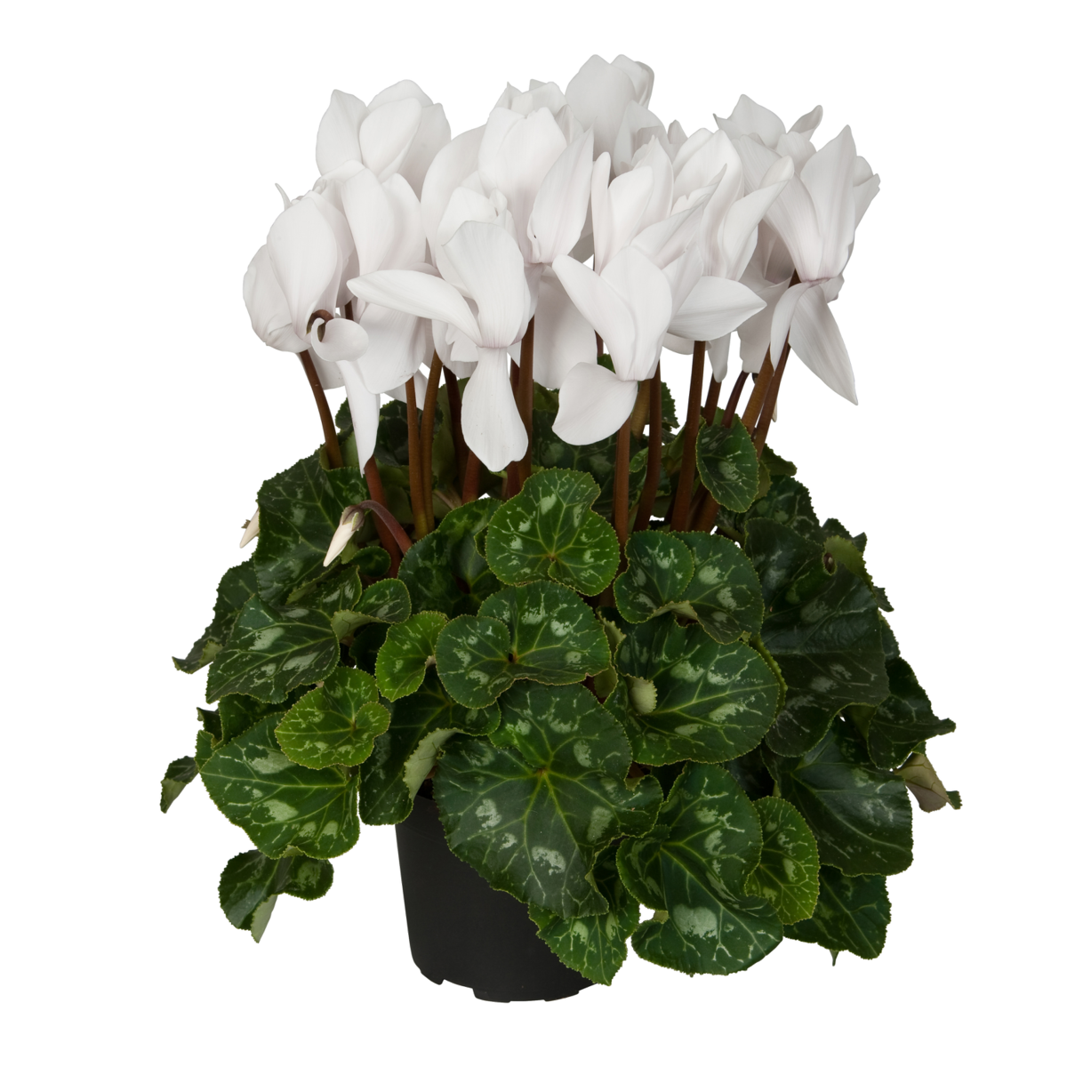pure-white-931765694.webp