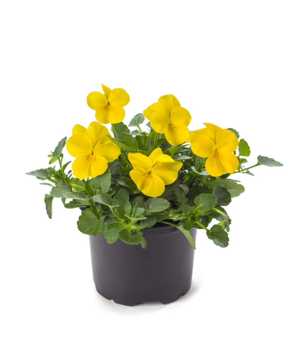 pure-yellow-1348352776.webp