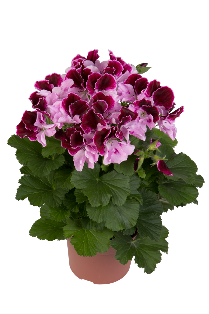 purper-majesty-2481406297.webp