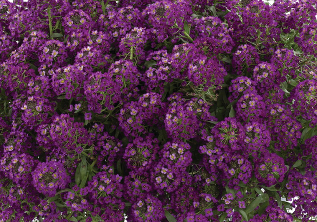 purple-169926704.webp