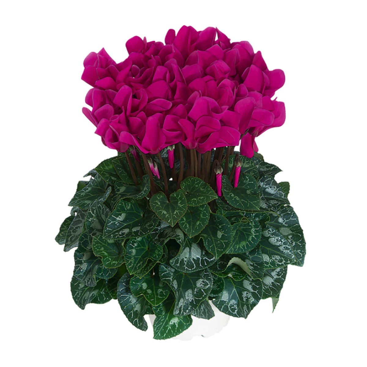 purple-1878420426.webp