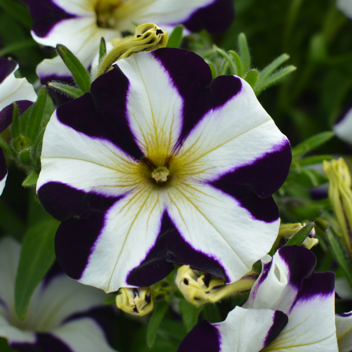 purple-1950225075.webp