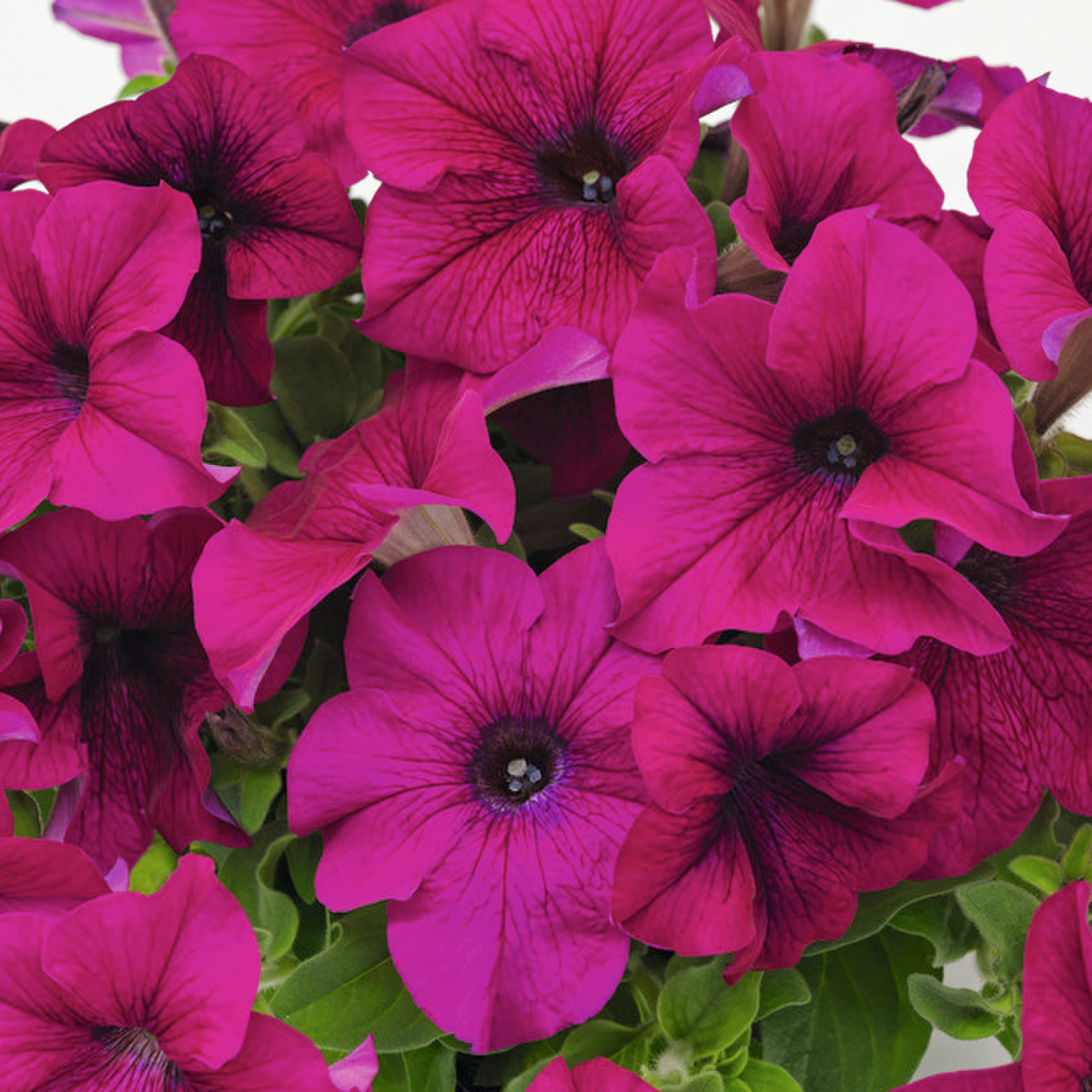 purple-1965990278.webp