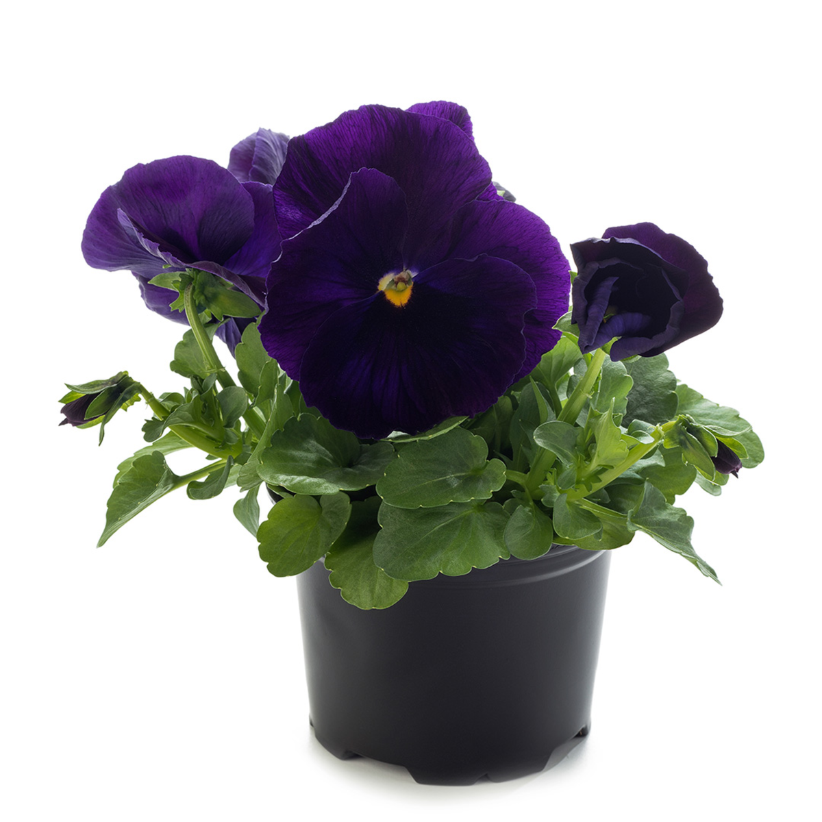 purple-2868053056.webp