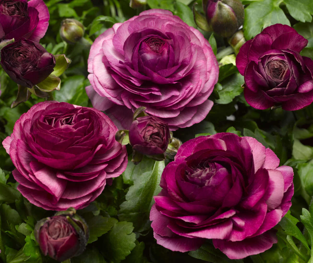 purple-3381629184.webp