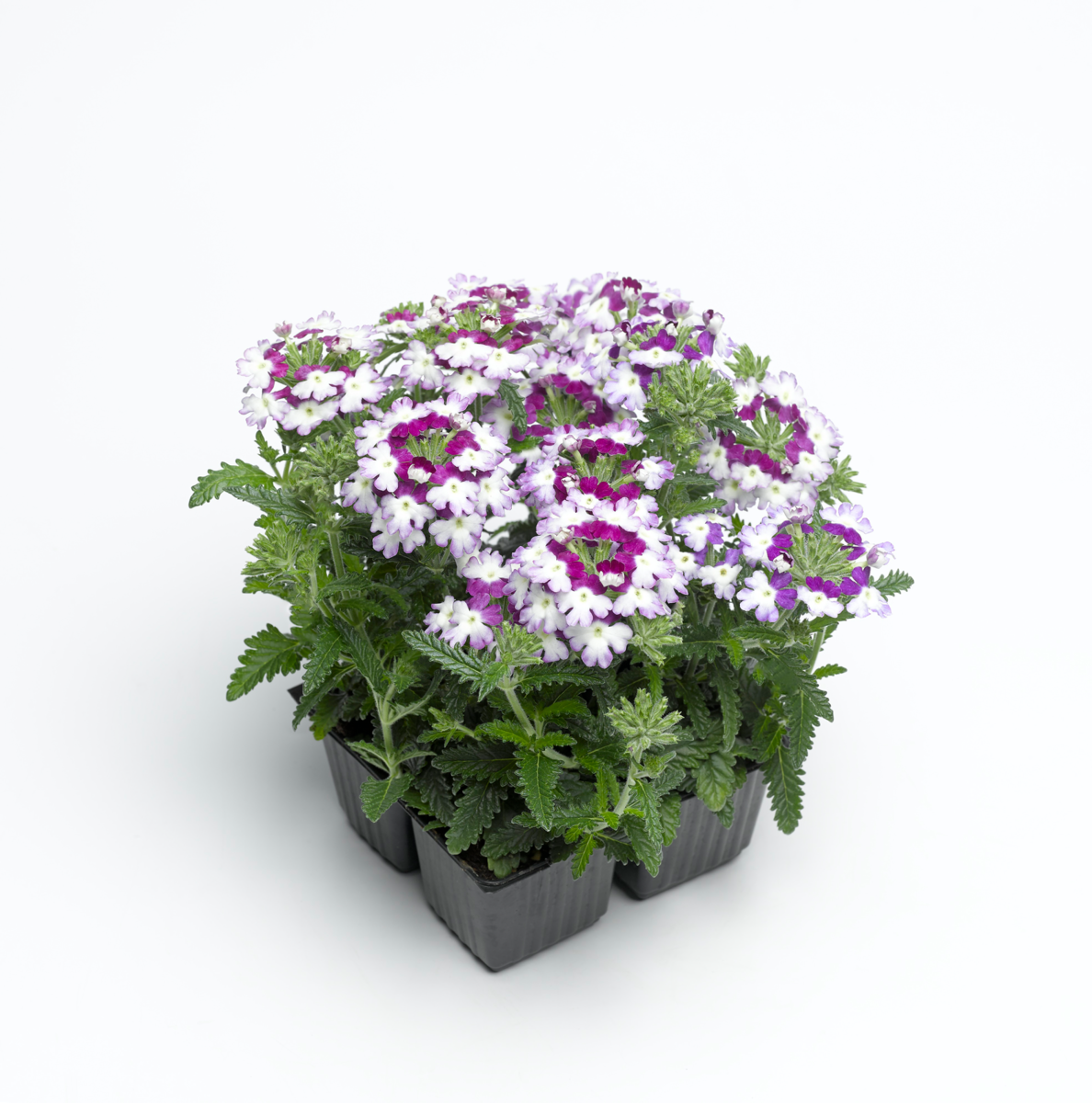 purple-3708493600.webp