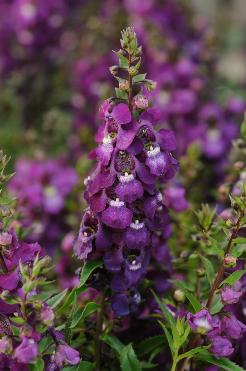 purple-3806220639.webp