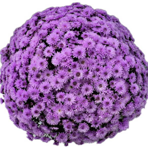 purple-3997539662.webp