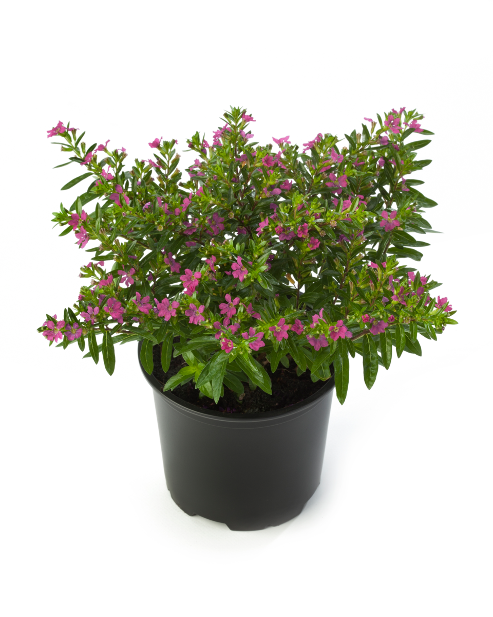 purple-4148535102.webp