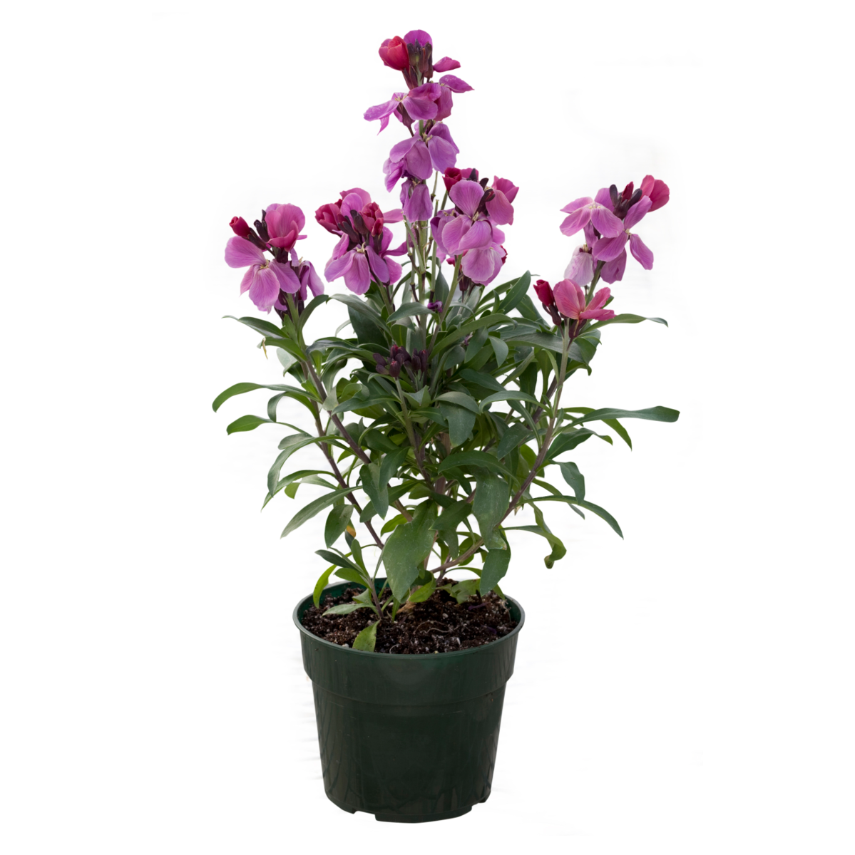 purple-bicolour-3836541935.webp