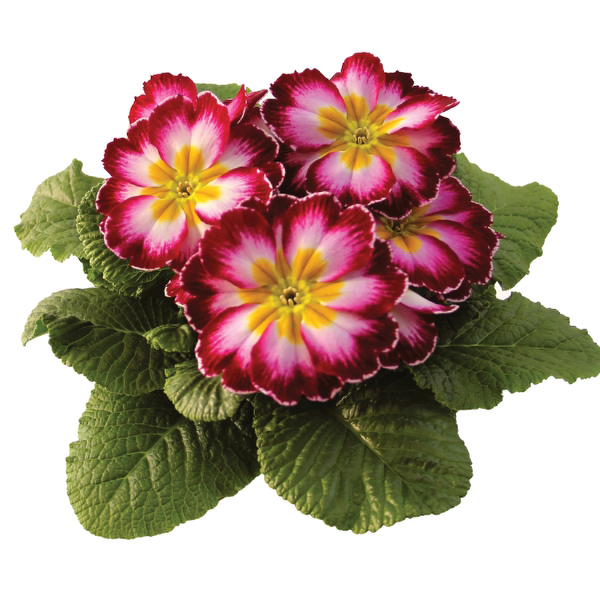 purple-flame-imp-2647099938.webp