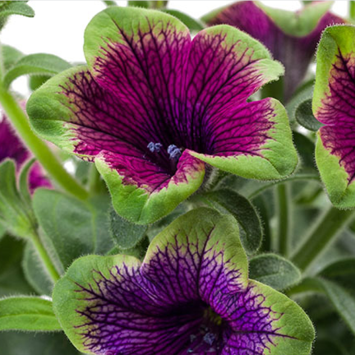 purple-green-edge-2989671874.webp