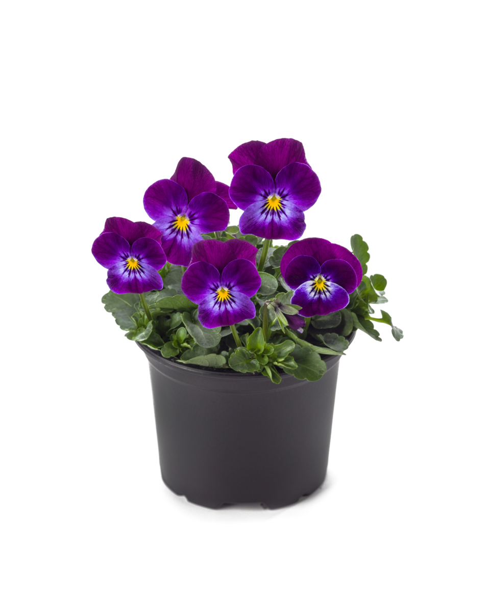 purple-light-eye-3798248965.webp