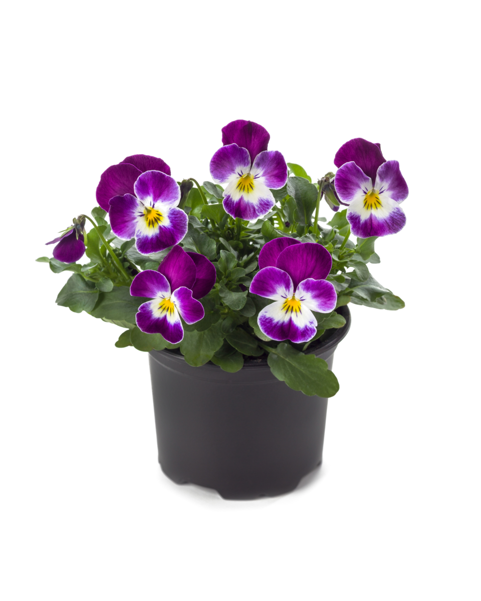 purple-rose-face-2420329067.webp