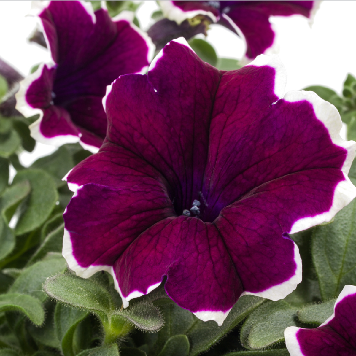 purple-white-edge-1852046216.webp