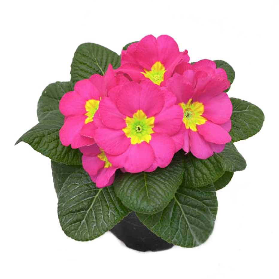 rambo-mid-pink-2820752307.webp