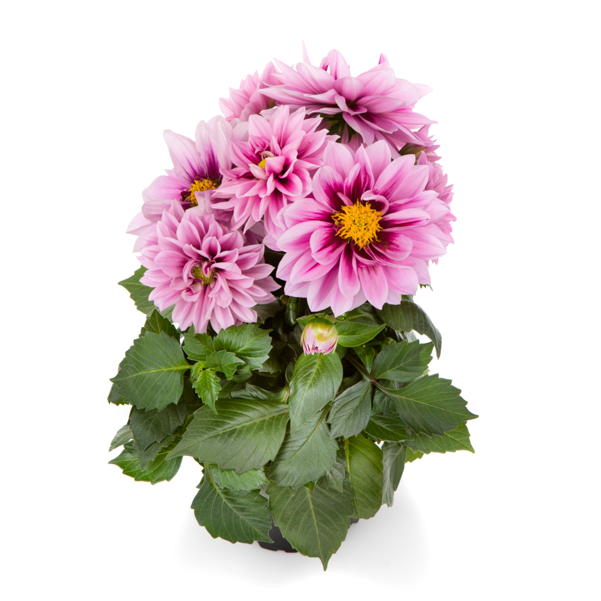 raspberry-796591721.webp