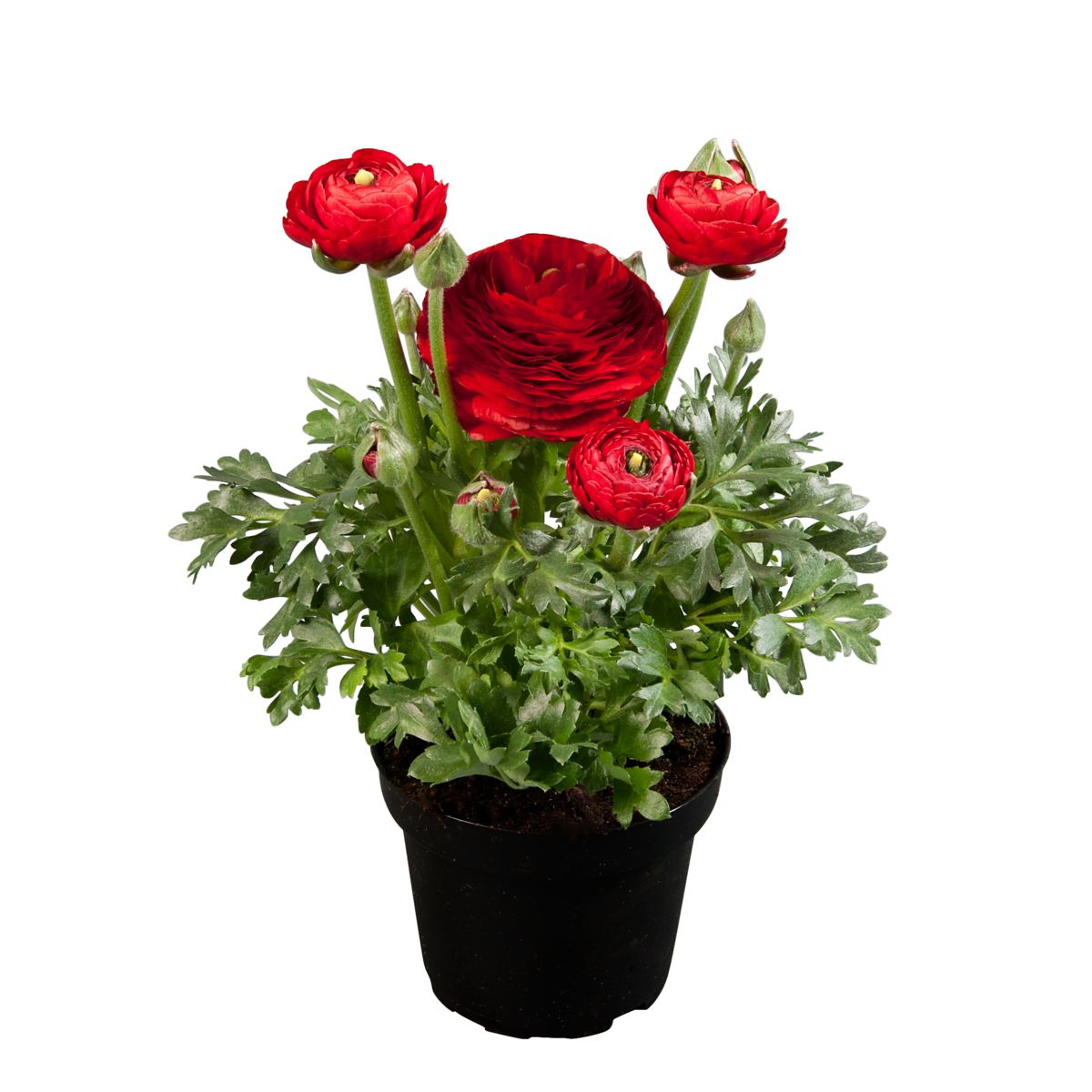 red-04-214260521.webp