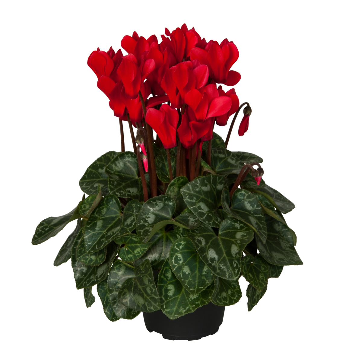 red-09-3367729088.webp