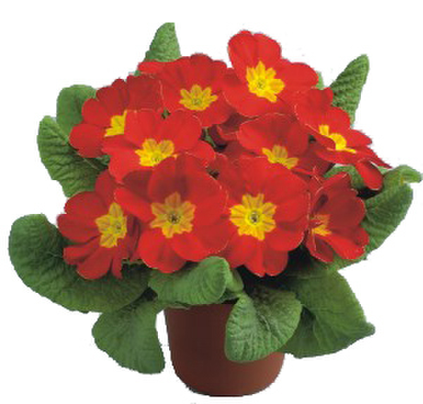 red-1080355474.webp