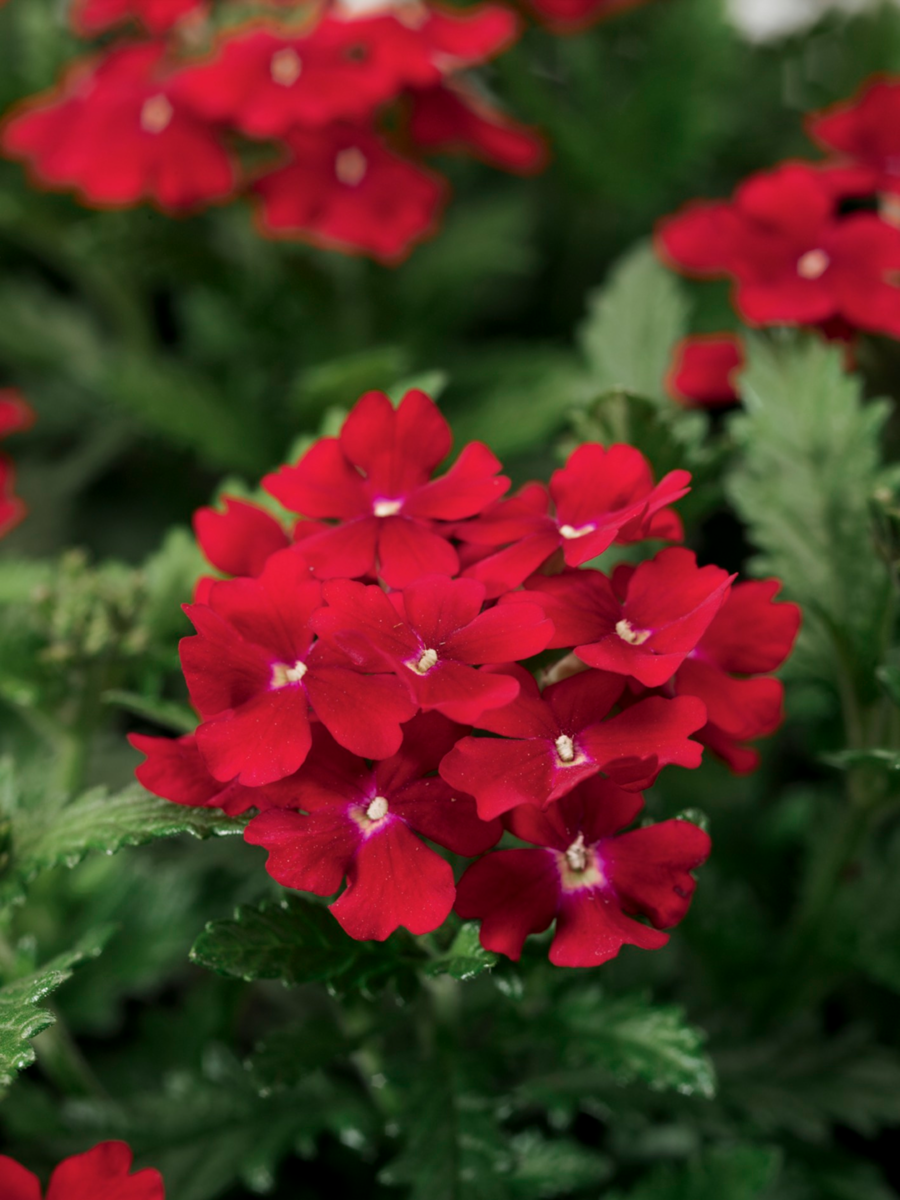 red-1264377876.webp