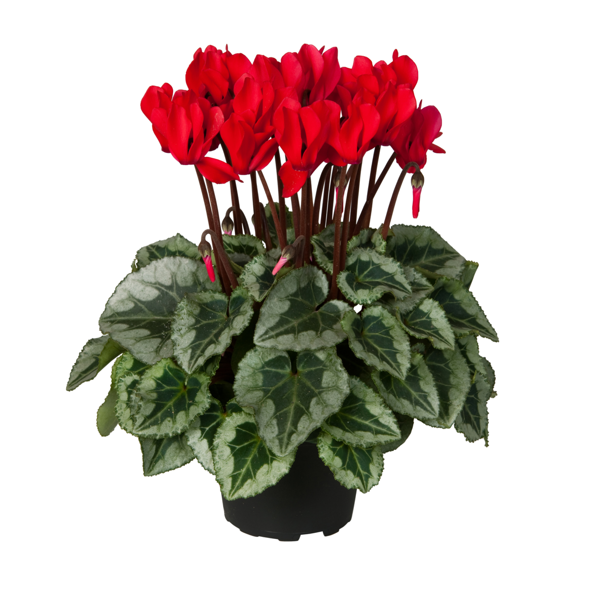 red-1266635182.webp