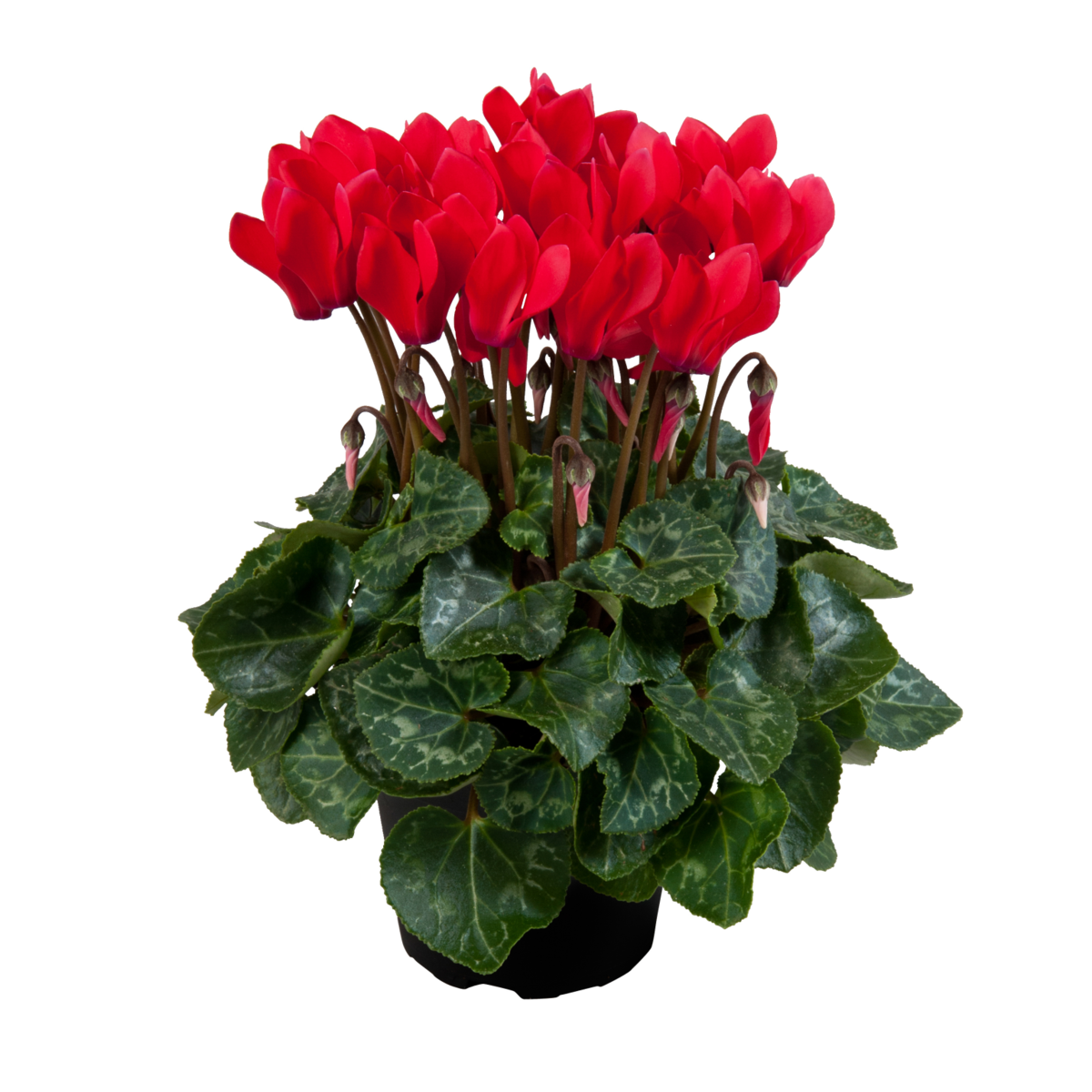 red-1365363918.webp
