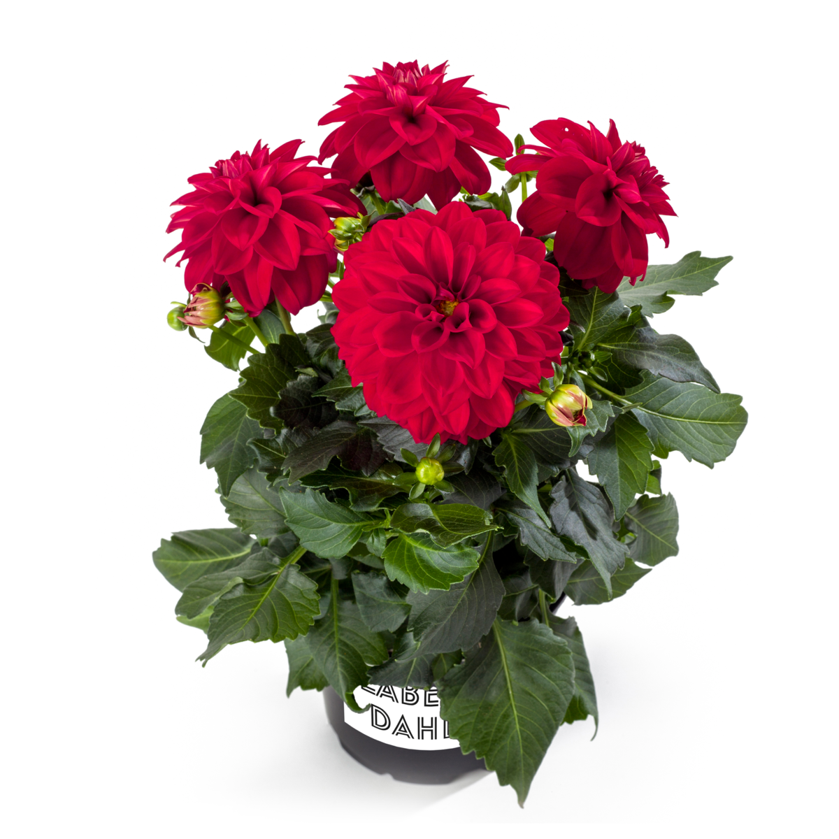 red-1380553590.webp
