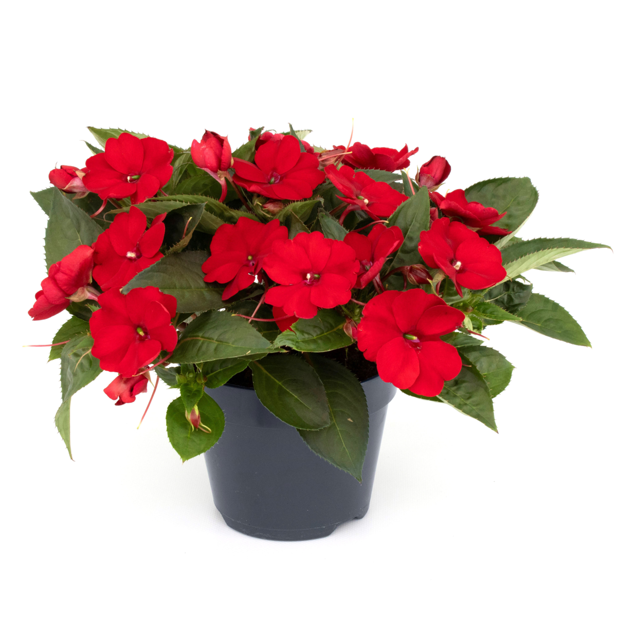 red-2144431732.webp