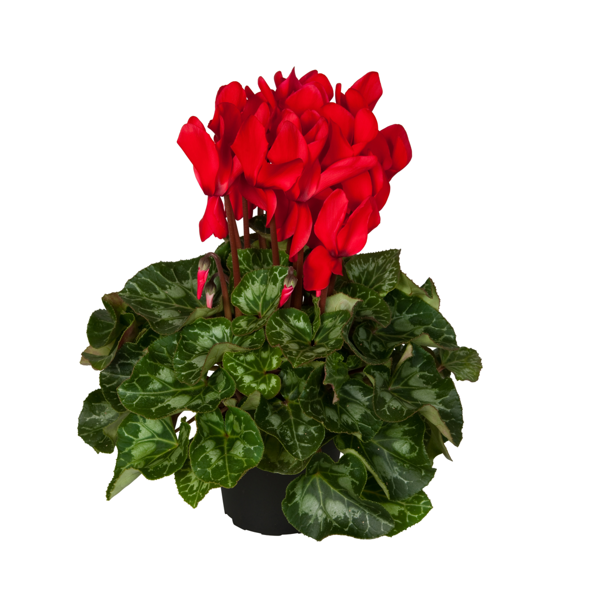 red-2807481264.webp