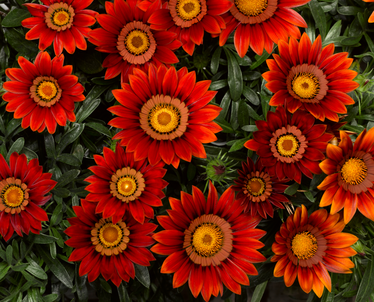 red-2983866936.webp