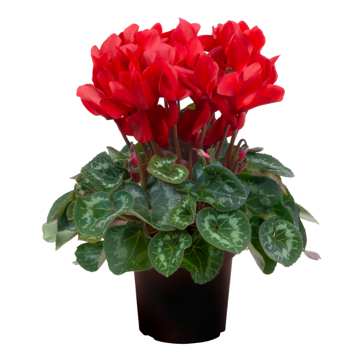 red-3397077345.webp