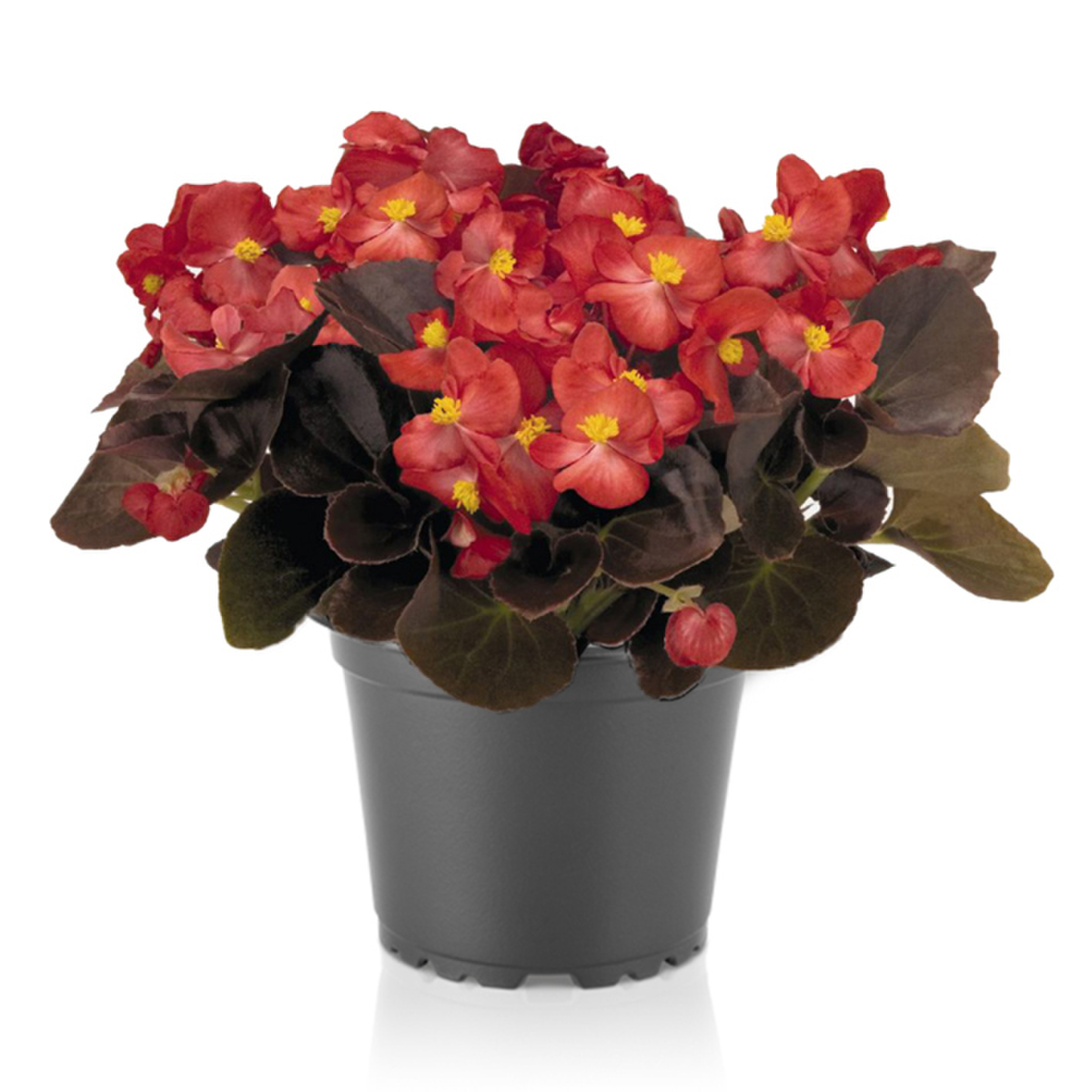 red-3664532153.webp