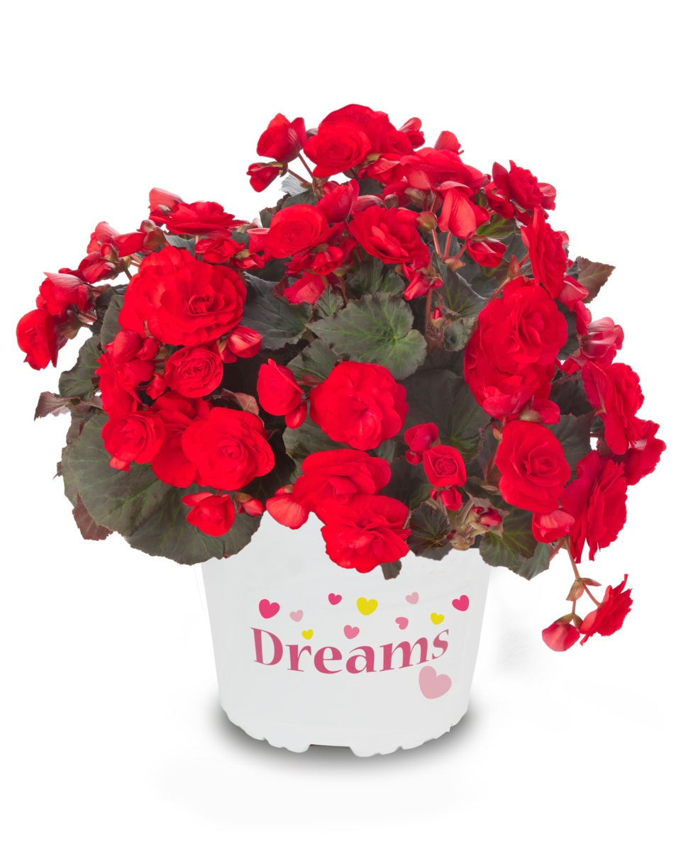 red-3820622845.webp