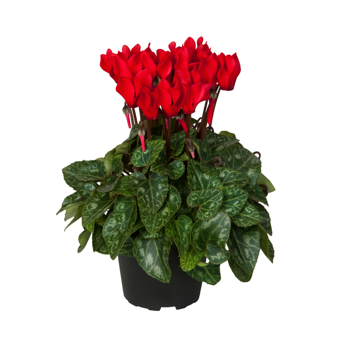 red-3867338336.webp