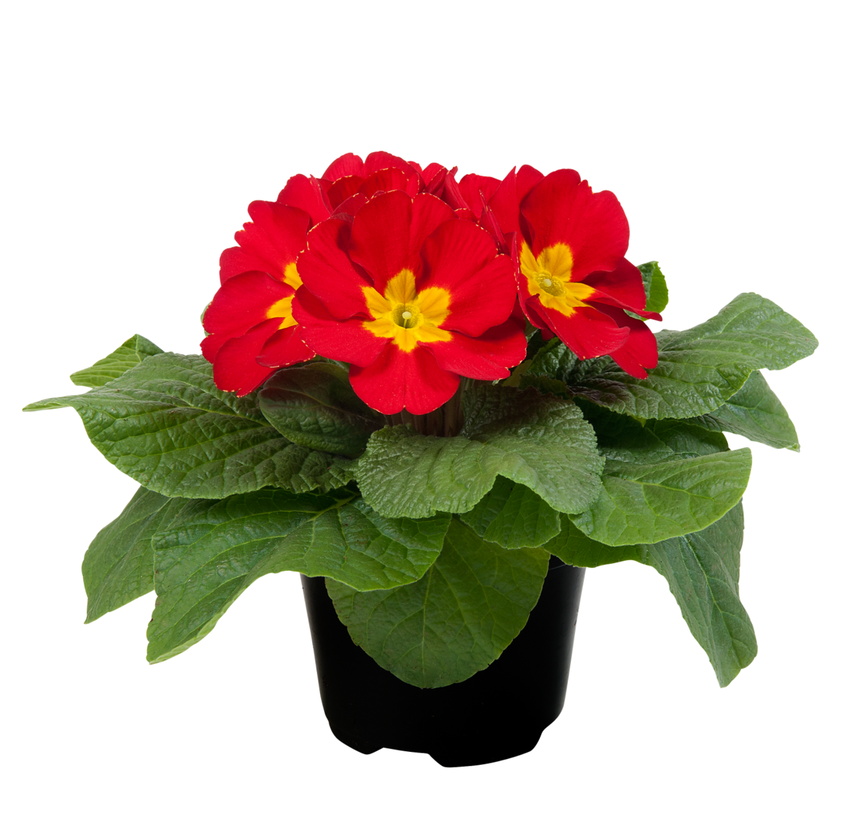 red-3887775333.webp