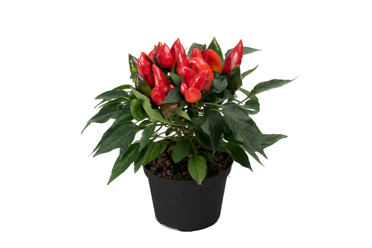 red-4223376798.webp