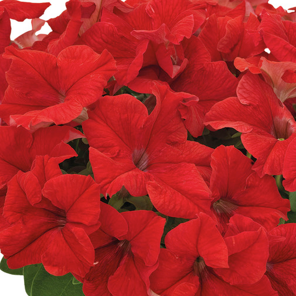red-471149862.webp