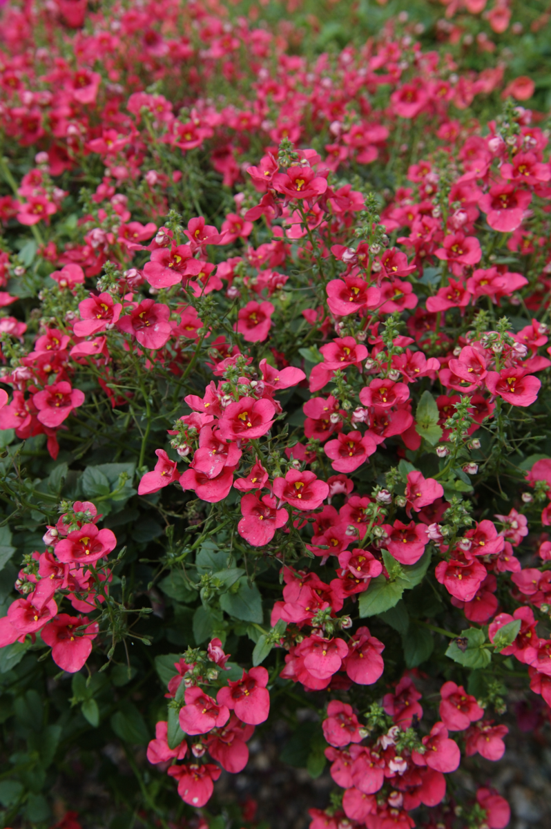 red-506230946.webp