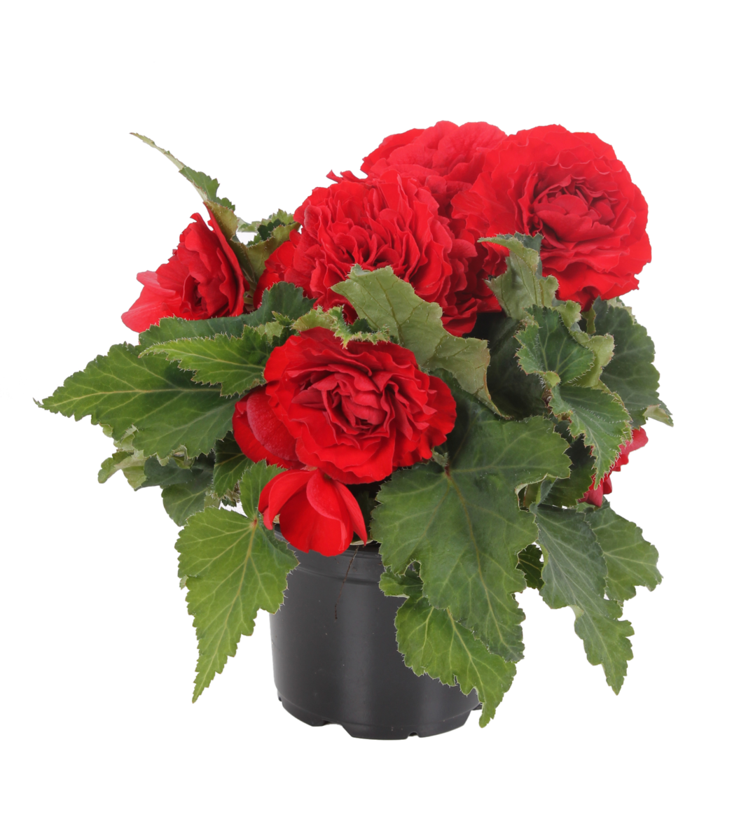 red-532975415.webp