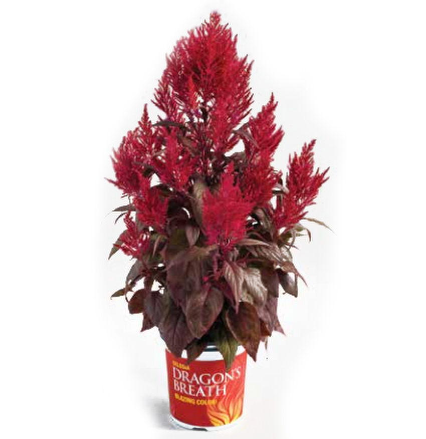 red-657653036.webp