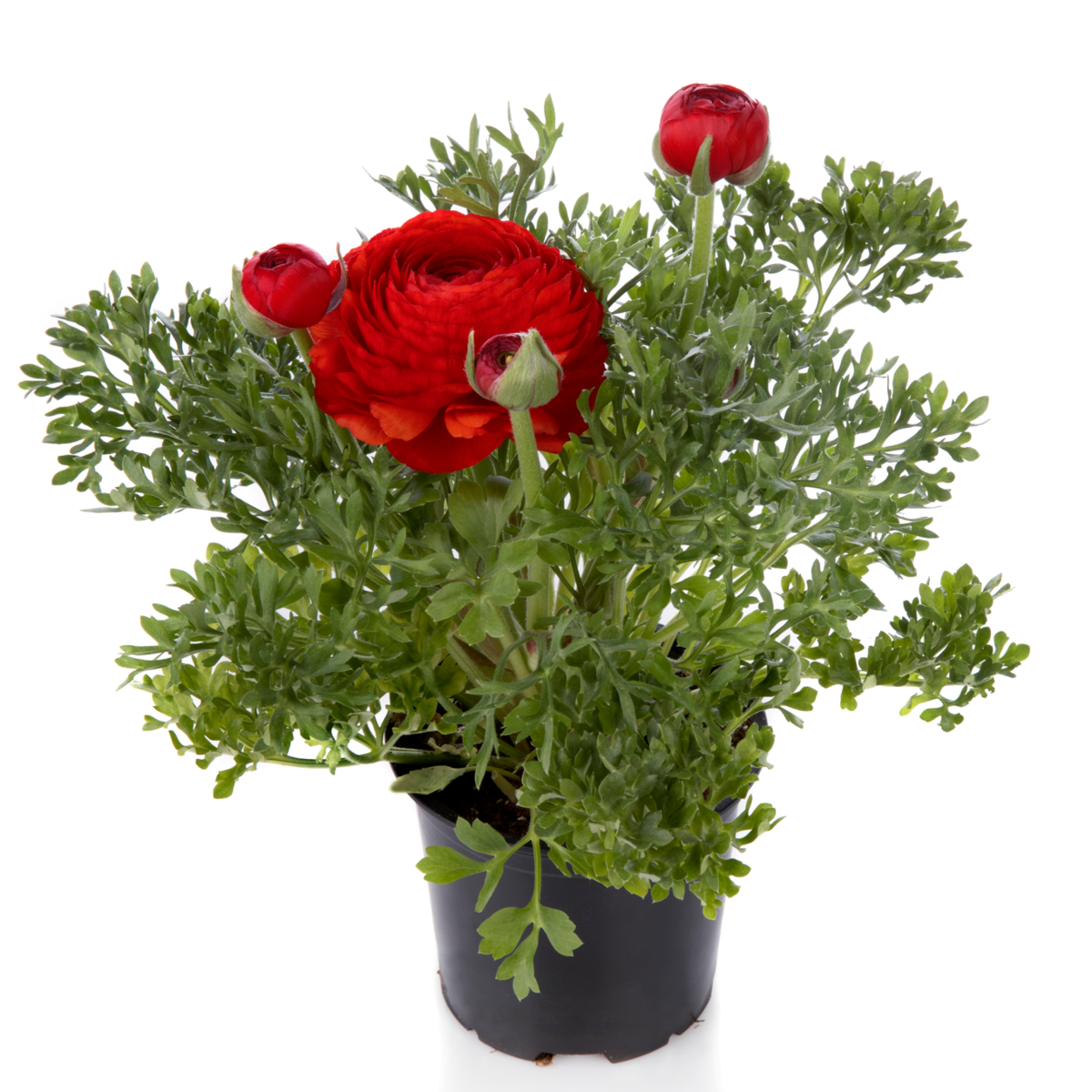 red-830709662.webp