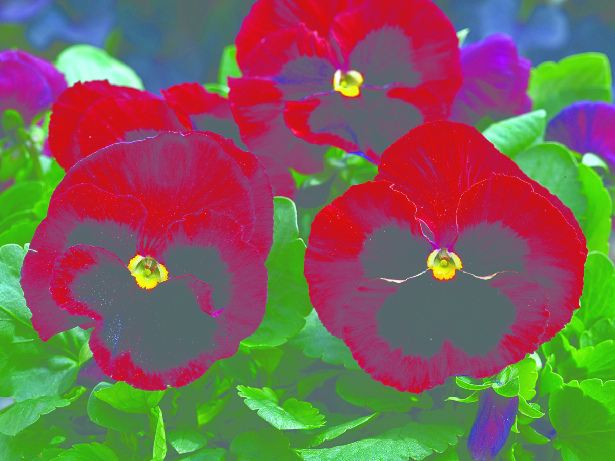 red-blotch-2237014525.webp