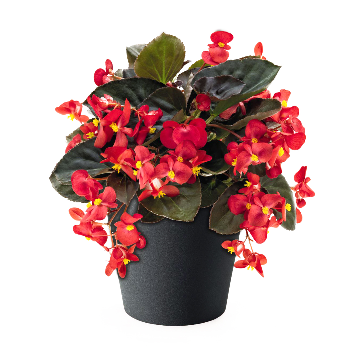 red-bronze-leaf-4054773866.webp