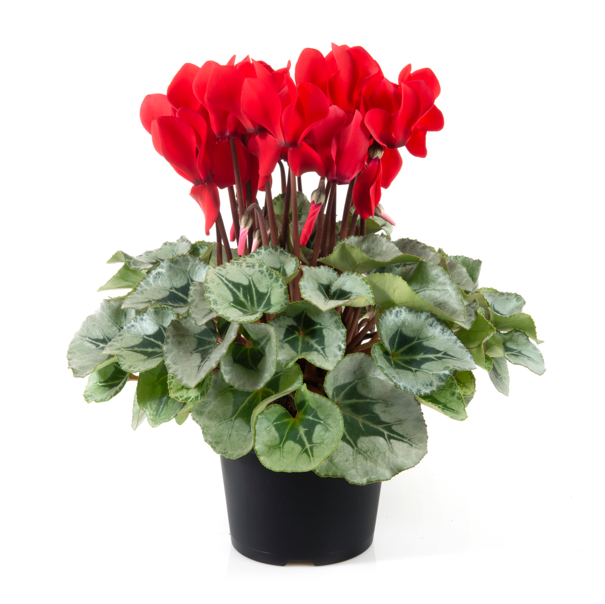 red-exp-1966108990.webp