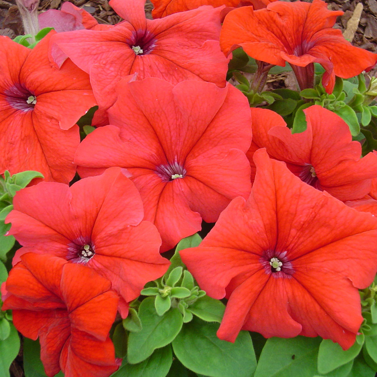 red-gp-3715771941.webp