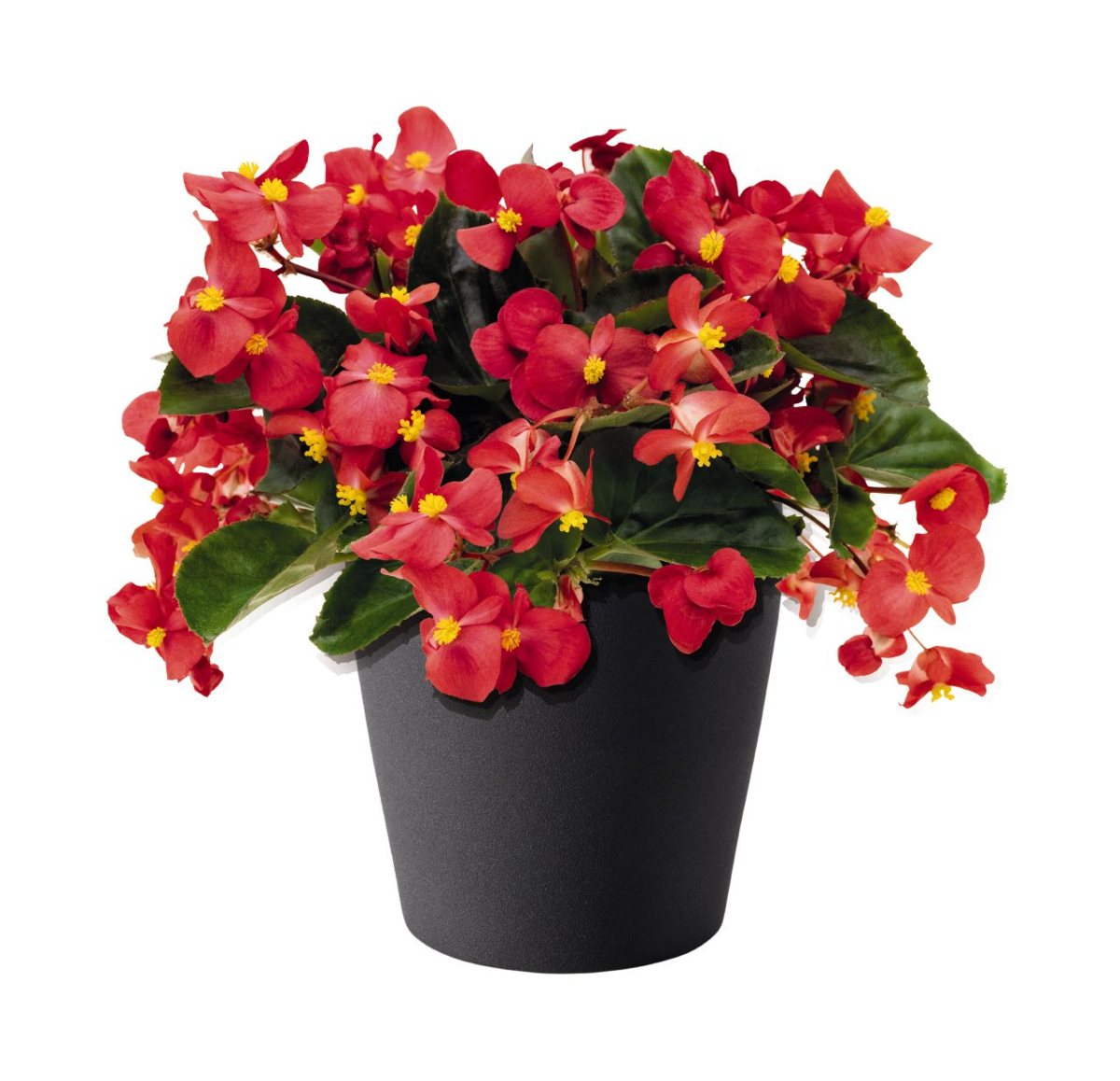 red-green-leaf-1640678767.webp