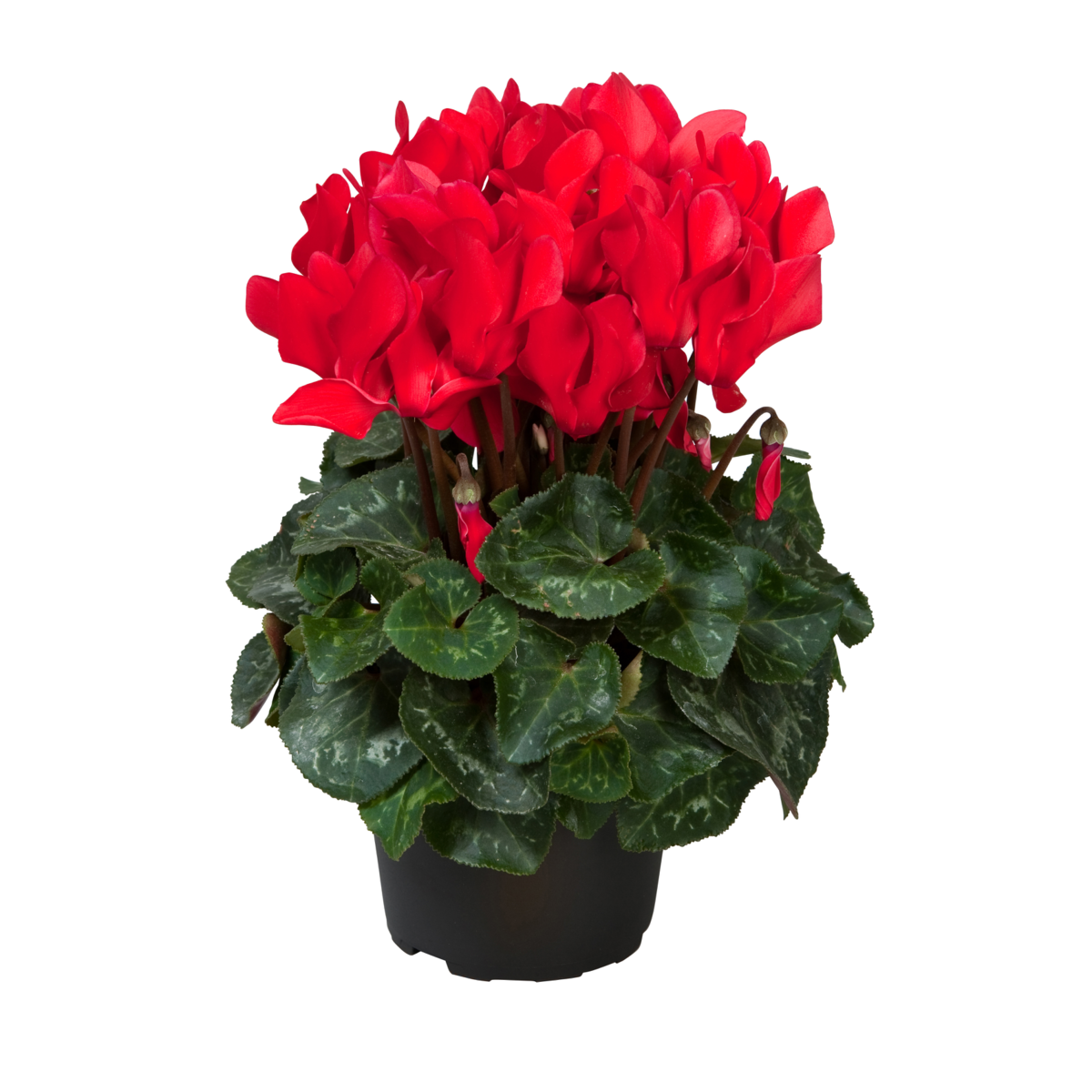 red-impr-1158870524.webp