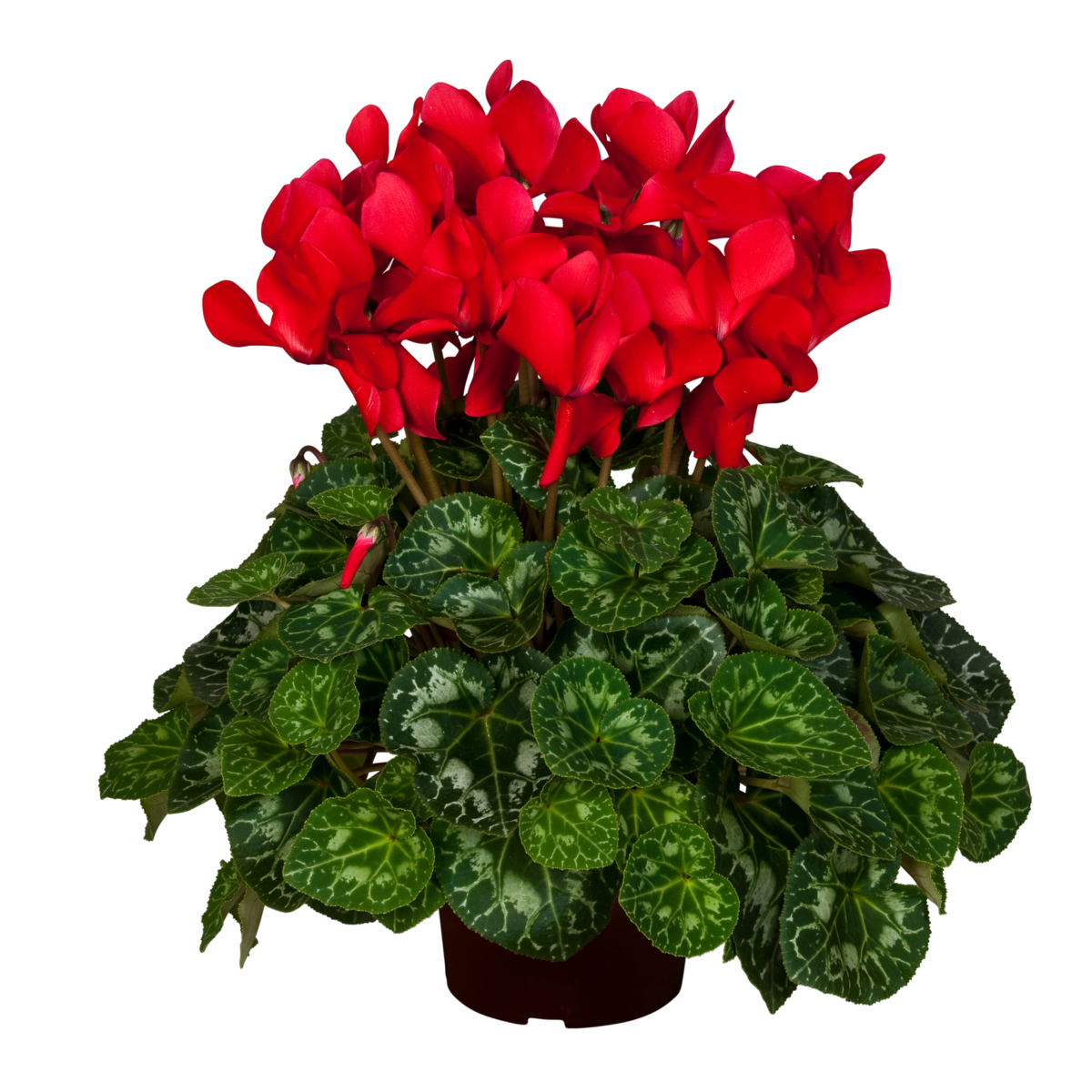 red-nextgen-2342769130.webp