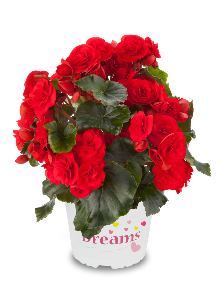 red-orange-225428812.webp